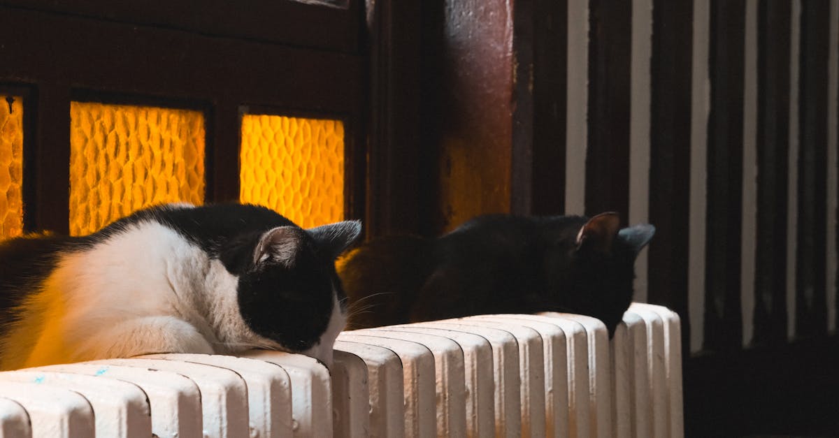 Two cats lounging comfortably on a radiator, basking in warm indoor light.